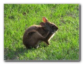 Wakodahatchee-Wetlands-Delray-Beach-FL-082