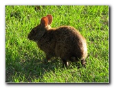 Wakodahatchee-Wetlands-Delray-Beach-FL-084