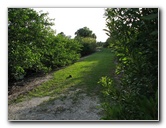 Wakodahatchee-Wetlands-Delray-Beach-FL-085