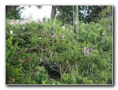 Wakodahatchee-Wetlands-Delray-Beach-FL-086