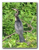 Wakodahatchee-Wetlands-Delray-Beach-FL-087