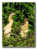 Wakodahatchee-Wetlands-Delray-Beach-FL-088