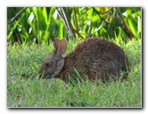 Wakodahatchee-Wetlands-Delray-Beach-FL-090