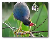 Wakodahatchee-Wetlands-Delray-Beach-FL-092