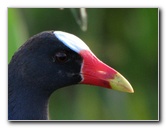 Wakodahatchee-Wetlands-Delray-Beach-FL-094