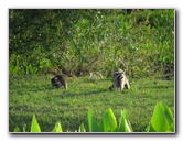 Wakodahatchee-Wetlands-Delray-Beach-FL-095