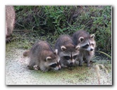 Wakodahatchee-Wetlands-Delray-Beach-FL-096