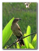 Wakodahatchee-Wetlands-Delray-Beach-FL-097