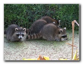 Wakodahatchee-Wetlands-Delray-Beach-FL-098