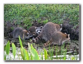 Wakodahatchee-Wetlands-Delray-Beach-FL-099