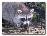 Wakodahatchee-Wetlands-Delray-Beach-FL-100