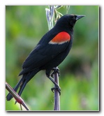 Wakodahatchee-Wetlands-Delray-Beach-FL-103