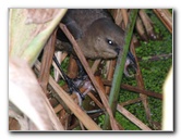 Wakodahatchee-Wetlands-Delray-Beach-FL-105