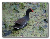 Wakodahatchee-Wetlands-Delray-Beach-FL-106