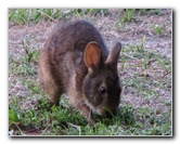 Wakodahatchee-Wetlands-Delray-Beach-FL-108