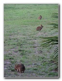 Wakodahatchee-Wetlands-Delray-Beach-FL-109