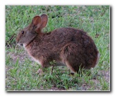 Wakodahatchee-Wetlands-Delray-Beach-FL-110