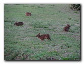 Wakodahatchee-Wetlands-Delray-Beach-FL-115