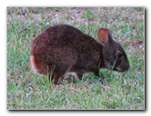 Wakodahatchee-Wetlands-Delray-Beach-FL-116