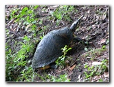 Wakodahatchee-Wetlands-Delray-Beach-FL-117