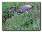 Wakodahatchee-Wetlands-Delray-Beach-FL-118