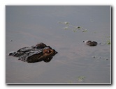 Wakodahatchee-Wetlands-Delray-Beach-FL-119