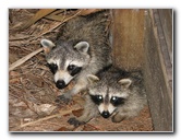 Wakodahatchee-Wetlands-Delray-Beach-FL-121