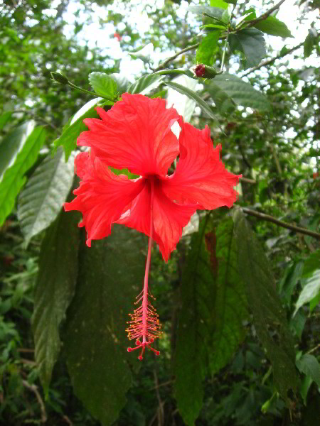 Waterfalls-Canopy-Tour-Jaco-Beach-Costa-Rica-025