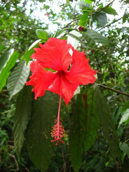 Waterfalls-Canopy-Tour-Jaco-Beach-Costa-Rica-025