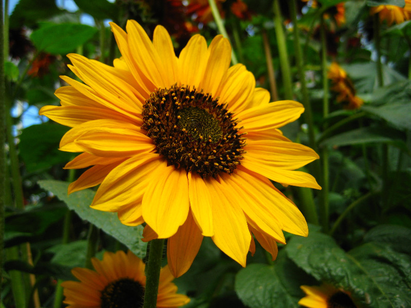 Winter-Garden-Auckland-Domain-Park-New-Zealand-005