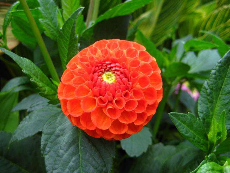 Winter-Garden-Auckland-Domain-Park-New-Zealand-009