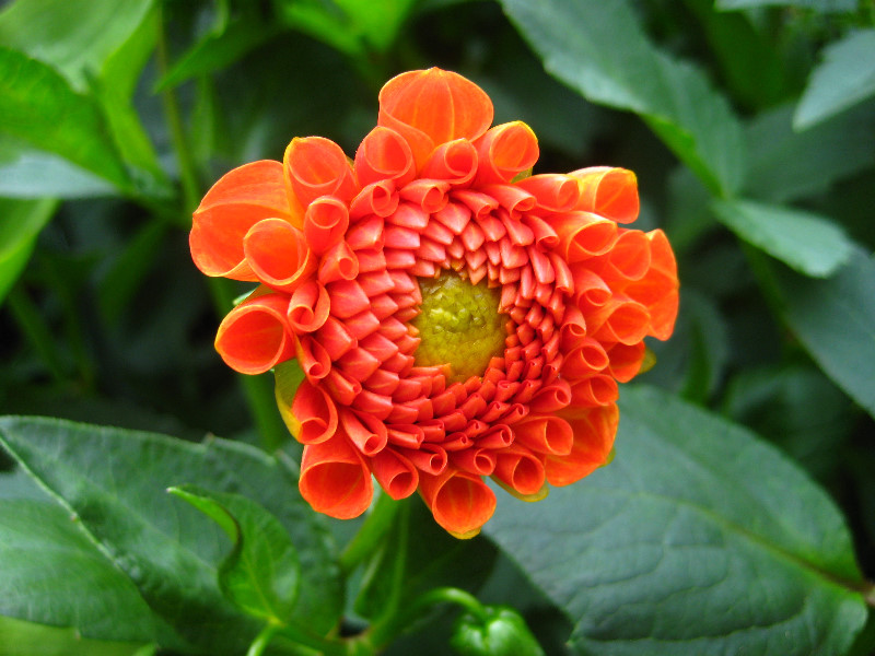 Winter-Garden-Auckland-Domain-Park-New-Zealand-010