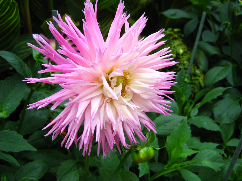 Winter-Garden-Auckland-Domain-Park-New-Zealand-011