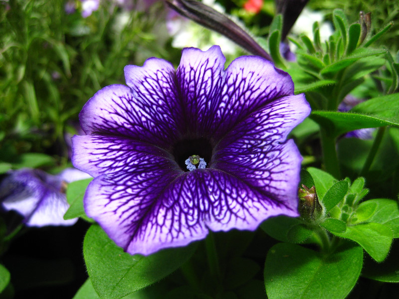 Winter-Garden-Auckland-Domain-Park-New-Zealand-012