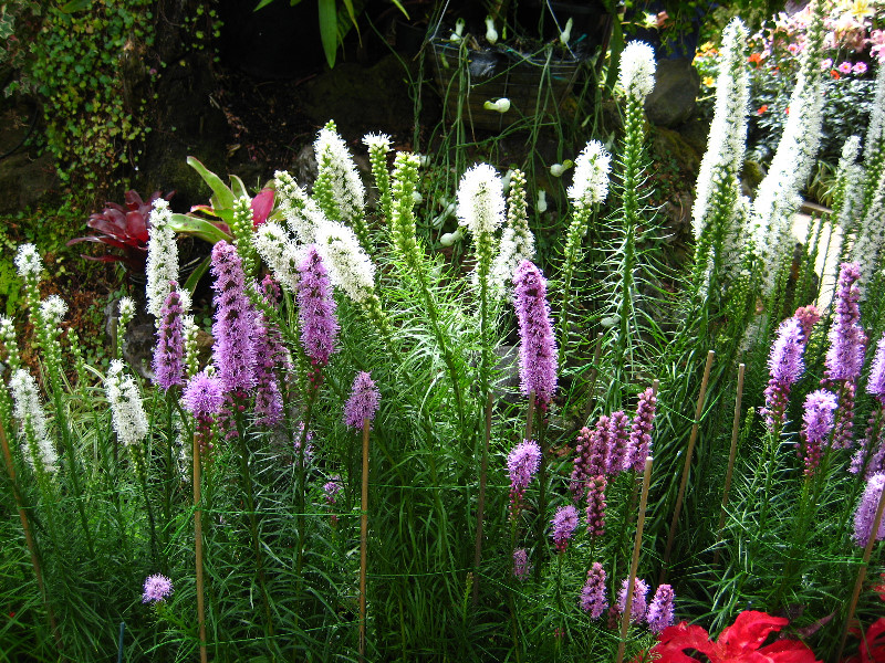 Winter-Garden-Auckland-Domain-Park-New-Zealand-014