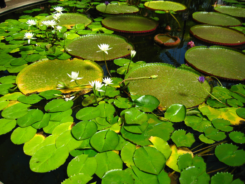 Winter-Garden-Auckland-Domain-Park-New-Zealand-023