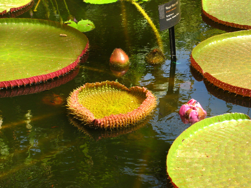 Winter-Garden-Auckland-Domain-Park-New-Zealand-024