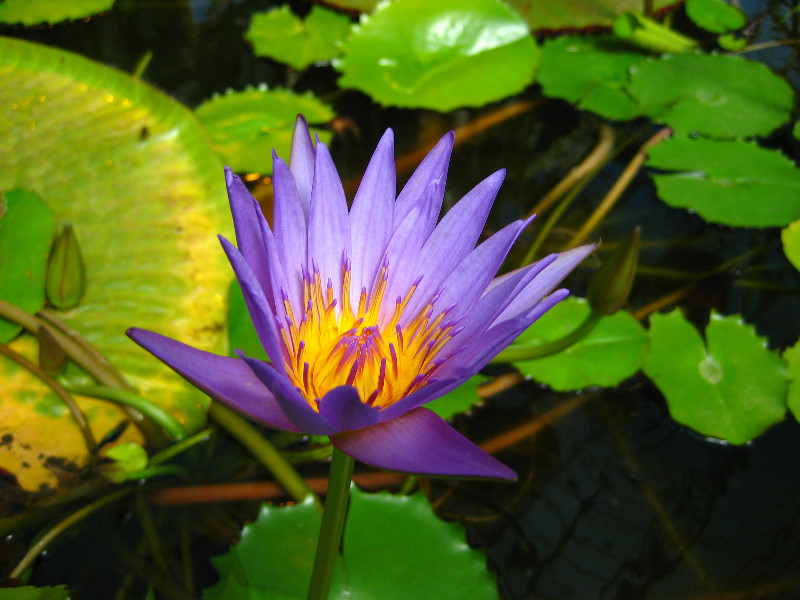 Winter-Garden-Auckland-Domain-Park-New-Zealand-025
