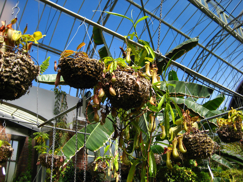 Winter-Garden-Auckland-Domain-Park-New-Zealand-026