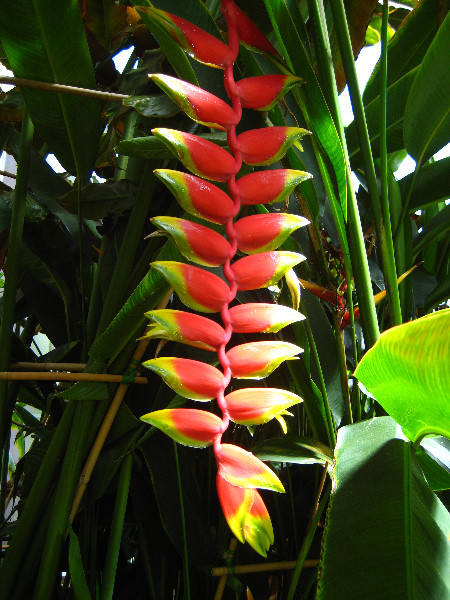 Winter-Garden-Auckland-Domain-Park-New-Zealand-027