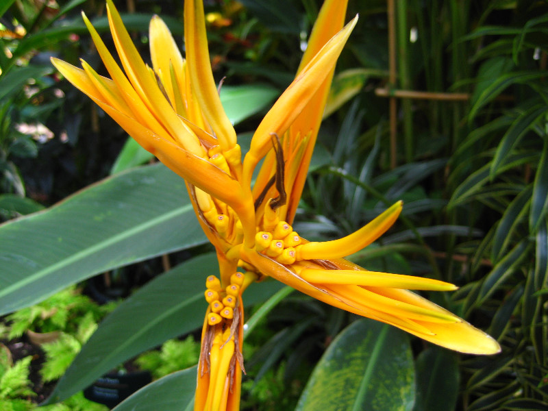 Winter-Garden-Auckland-Domain-Park-New-Zealand-029
