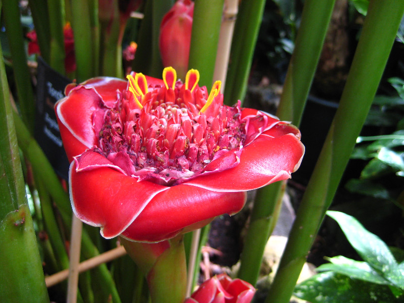 Winter-Garden-Auckland-Domain-Park-New-Zealand-030