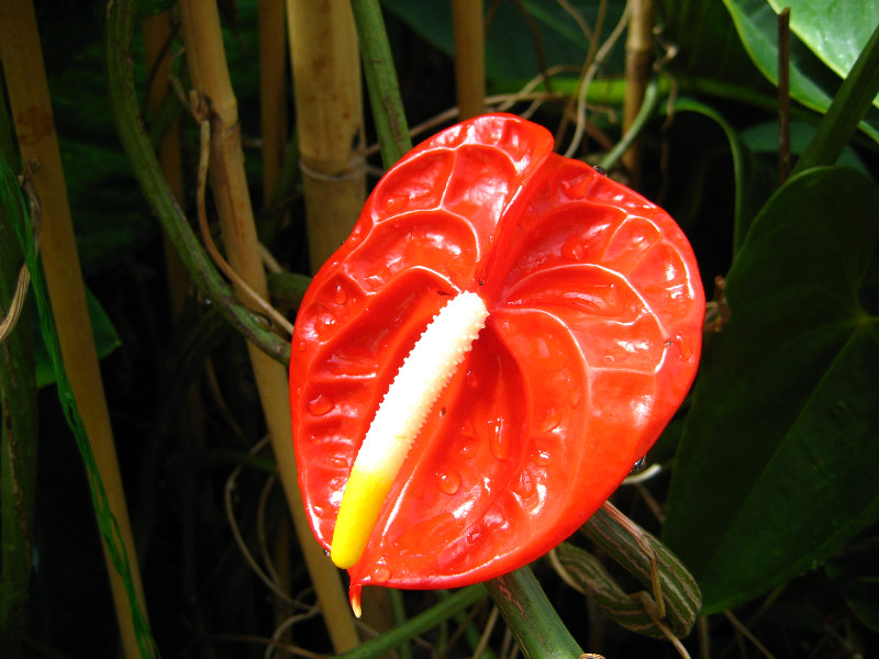 Winter-Garden-Auckland-Domain-Park-New-Zealand-031