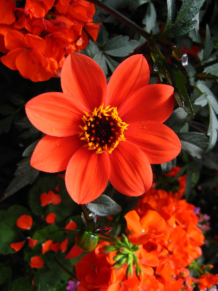 Winter-Garden-Auckland-Domain-Park-New-Zealand-033