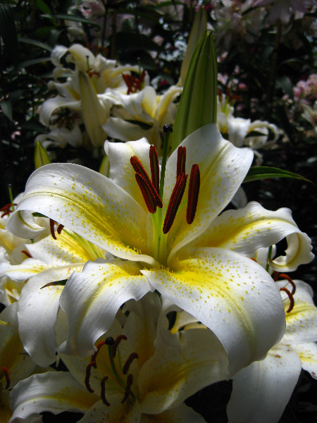 Winter-Garden-Auckland-Domain-Park-New-Zealand-034