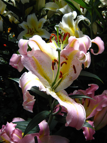 Winter-Garden-Auckland-Domain-Park-New-Zealand-035