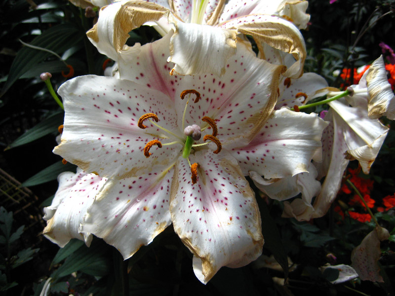 Winter-Garden-Auckland-Domain-Park-New-Zealand-036