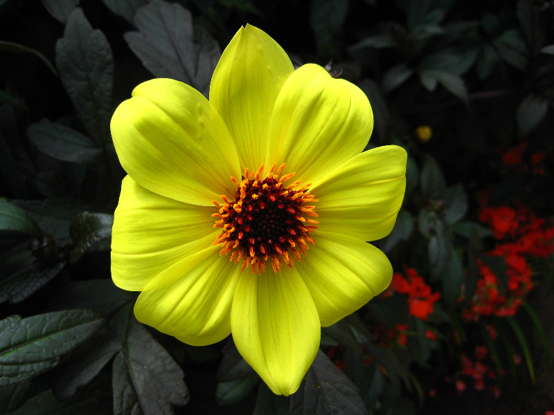 Winter-Garden-Auckland-Domain-Park-New-Zealand-038