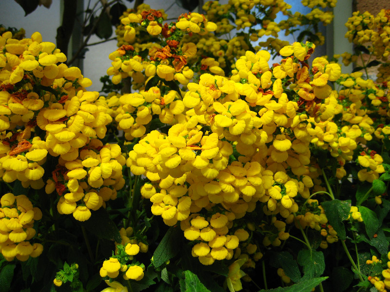 Winter-Garden-Auckland-Domain-Park-New-Zealand-039