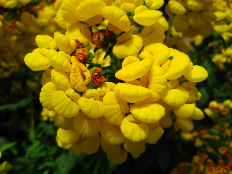 Winter-Garden-Auckland-Domain-Park-New-Zealand-040